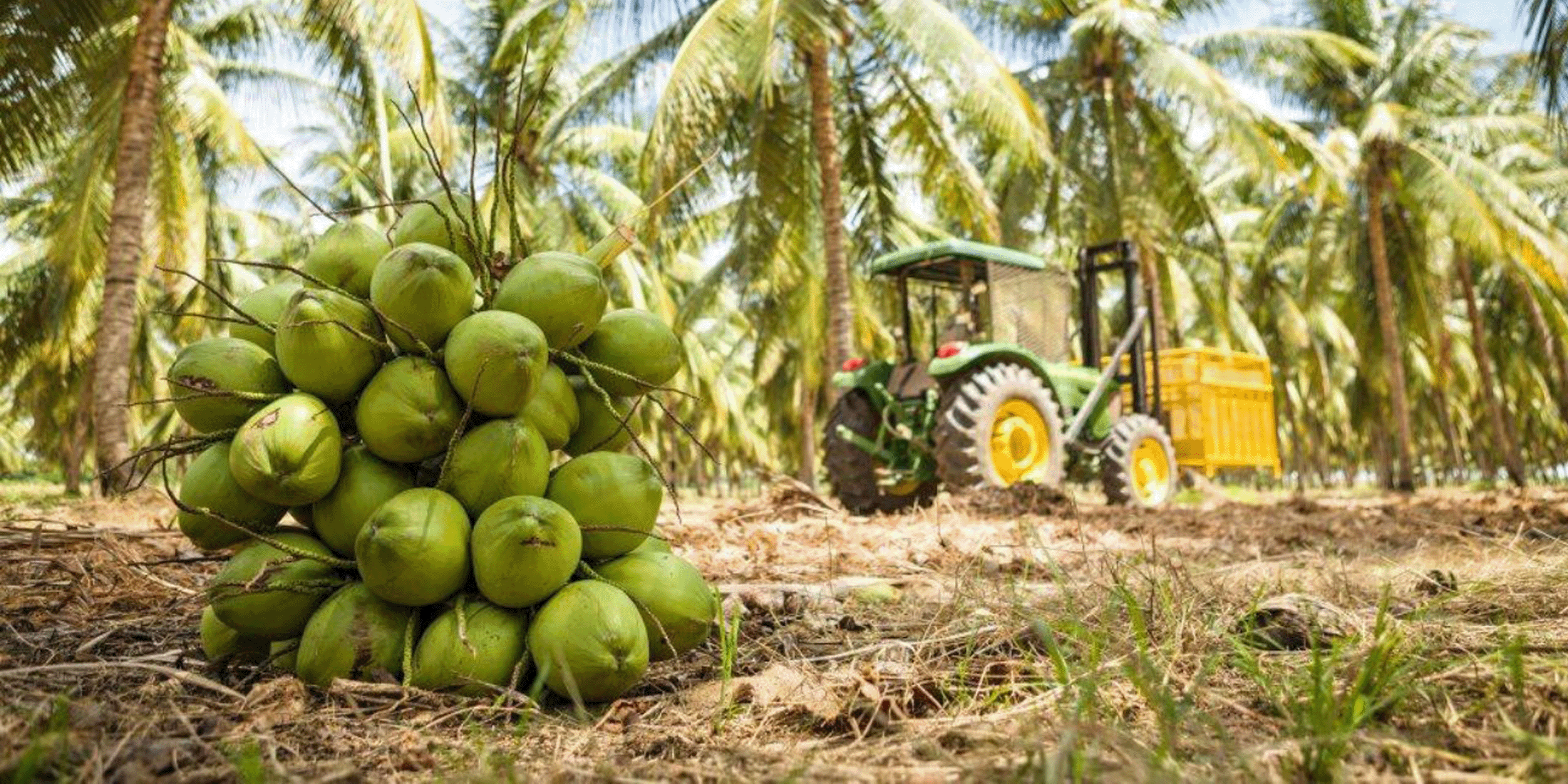 Crops being harvested