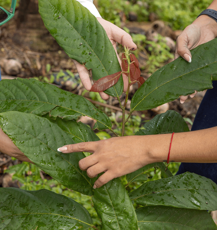 People inspecting the leaves of a growing crop