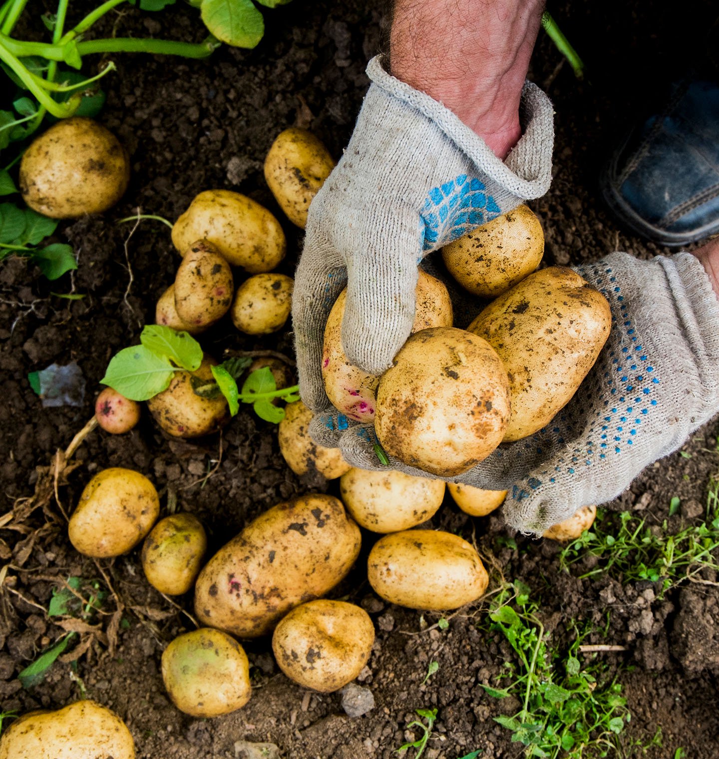 Gloved hands holding potatoes