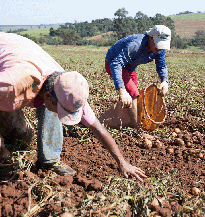 Farmers harvesting potatoes