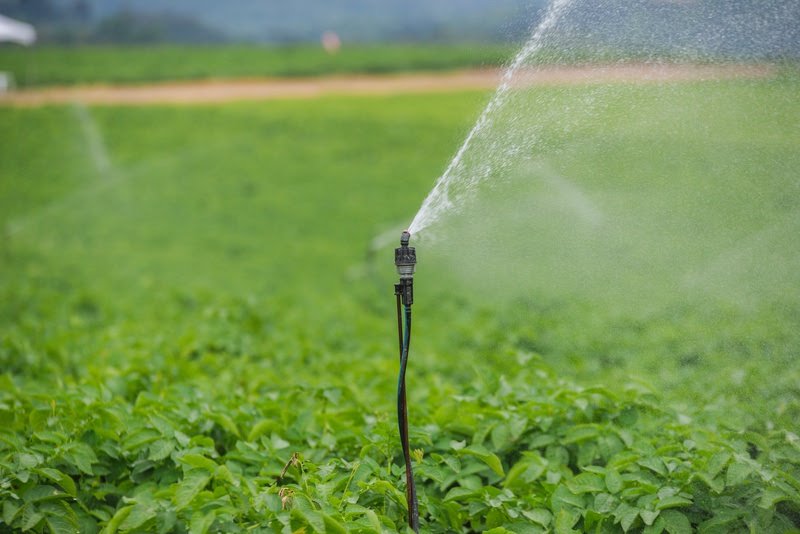 campo_de_batata_vasto_campo_verde_com_um_irrigador_Ligado