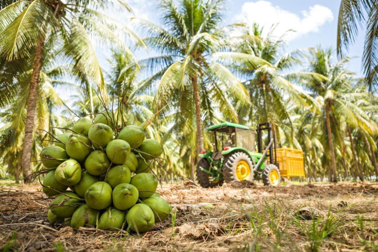 KERO COCO(R) - Al&#233;m de coco de verdade, os produtos s&#227;o produzidos em nossa fazenda de demonstra&#231;&#227;o de Petrolina