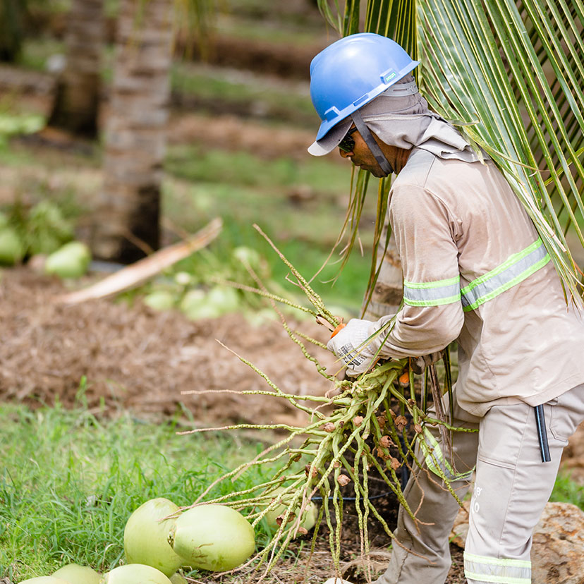 KERO COCO (R) - Produ&#231;&#227;o sustent&#225;vel em nossa fazenda de demonstra&#231;&#227;o de Petrolina