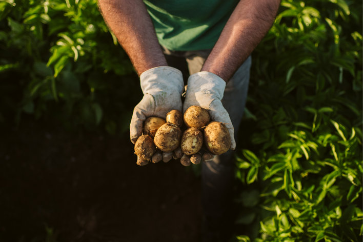 fertilized-from-potato-peels